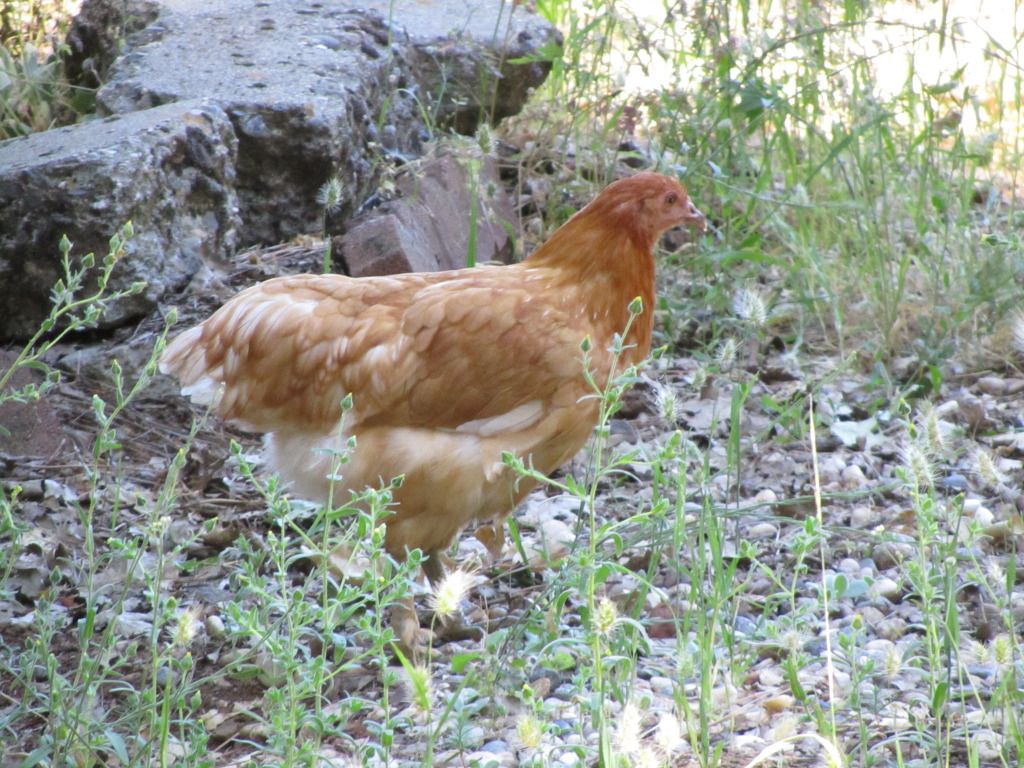 IMG_5723.jpg