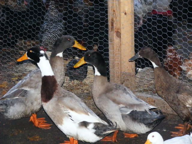 Picture068.jpg