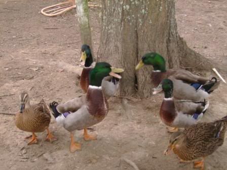 duckstoday1-1.jpg