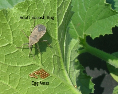 squash-bug-and-eggs-2.jpg