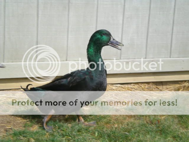 DSCN3575.jpg