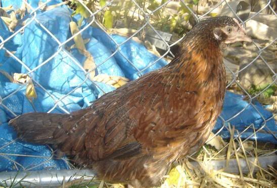 pullet1.jpg