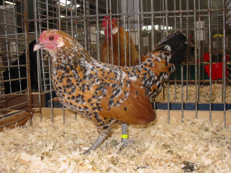Hollandsekriel_Porselein_hen.jpg