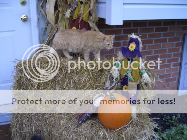 FairviewDriveCat.jpg