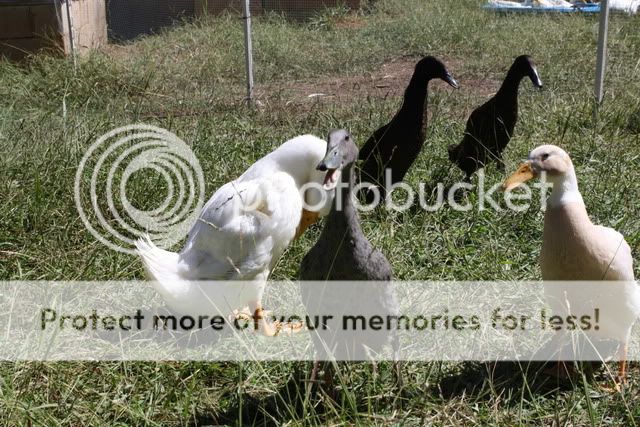 ducks012-1.jpg