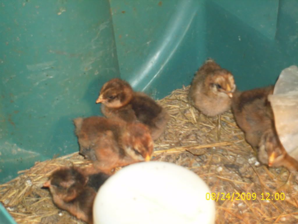 Picture036.jpg
