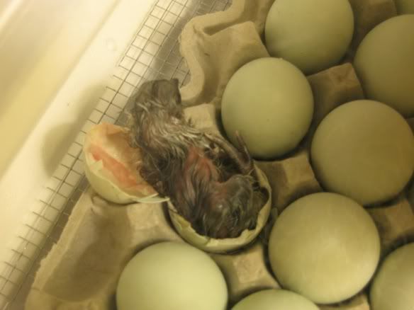 Hatching2.jpg
