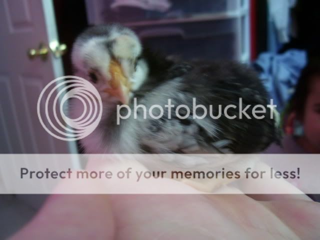 100_2544.jpg