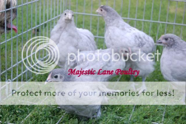 Spring2010Chicks013-1.jpg