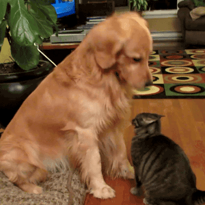 c8Rwp.gif