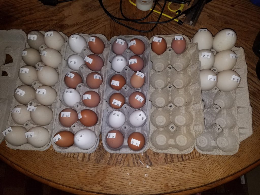 6-days-of-eggs-1024x768.jpg