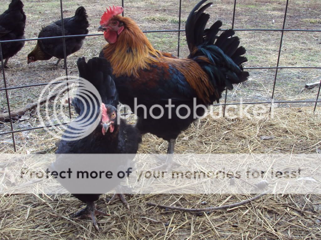 ChickPicks171.jpg