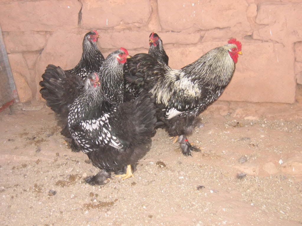 Chickens014-1.jpg