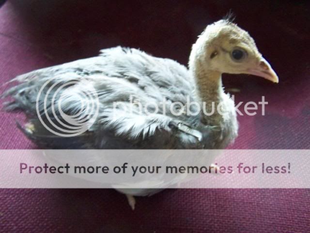 peachicks046.jpg