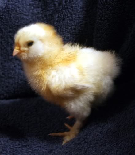 ChickColor6b.jpg