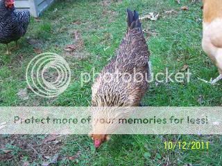 ChickenCoop2011004-2.jpg