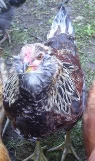chickens022.jpg