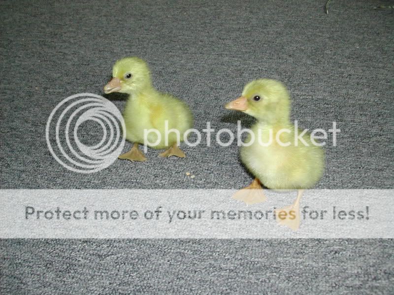DSCN3078.jpg