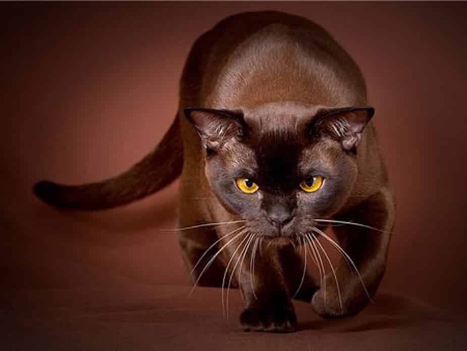 havana-brown-cat2.jpg