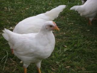 chicks175.jpg