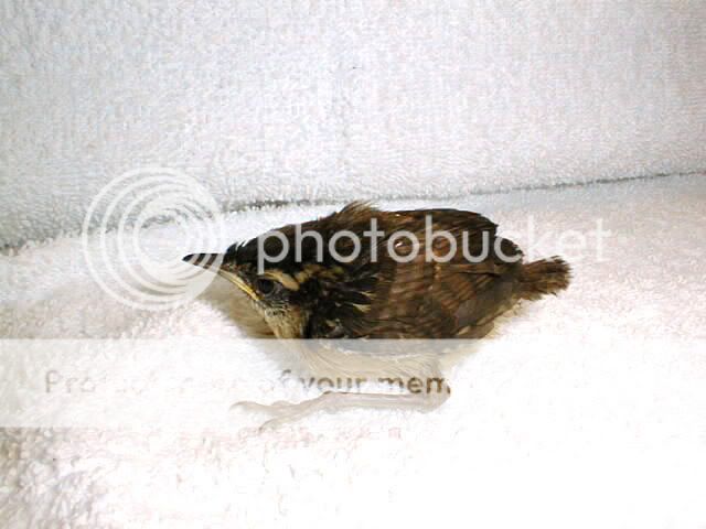 carolinawrenfledge.jpg