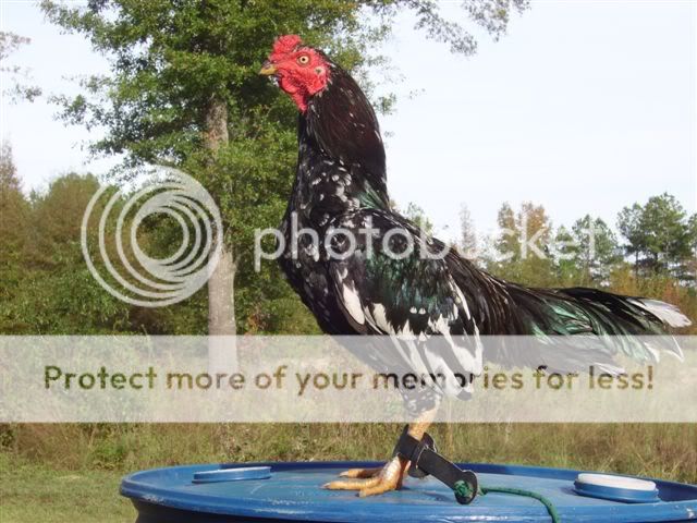 halloweenbirds002.jpg