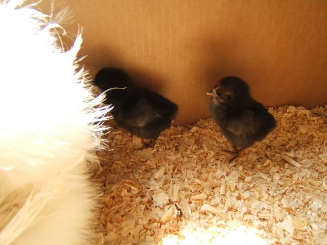 chickens024.jpg