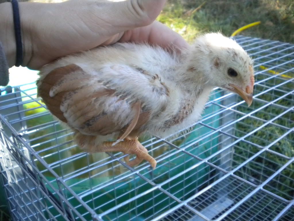 chicksat1month027.jpg