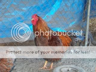 Chickens011-1.jpg