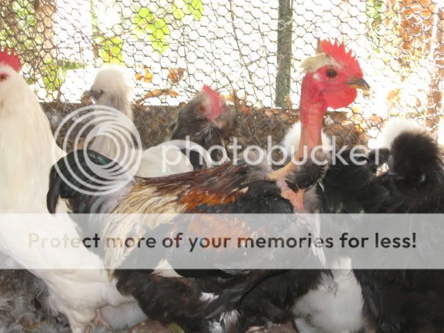 roosters015.jpg