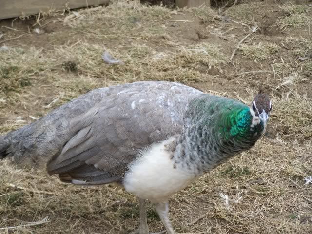 peafowl.jpg