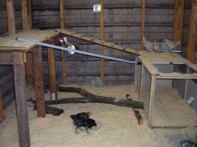 DSCN0466.jpg
