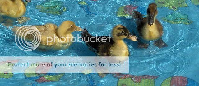 Anconapool.jpg