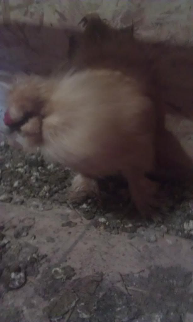 IMAG0634.jpg