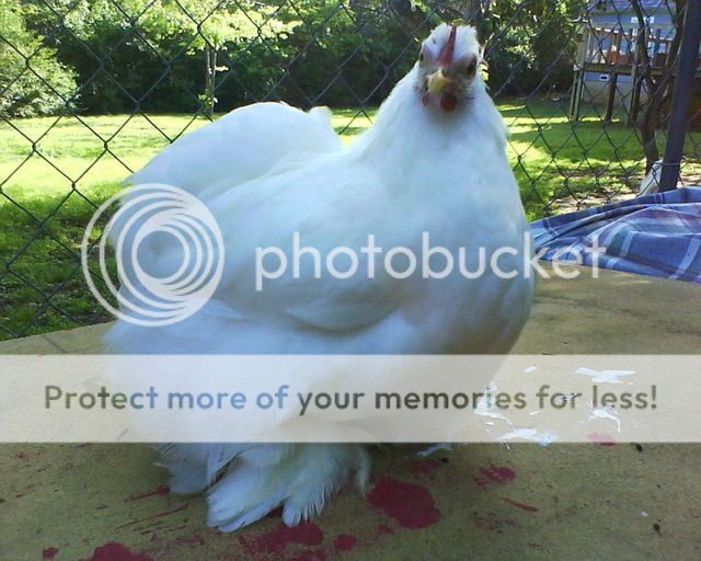 WhiteCochins6.jpg