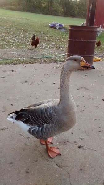 b26fdb62d9df2472b2a8fe7263ad537d--toulouse-ducks.jpg