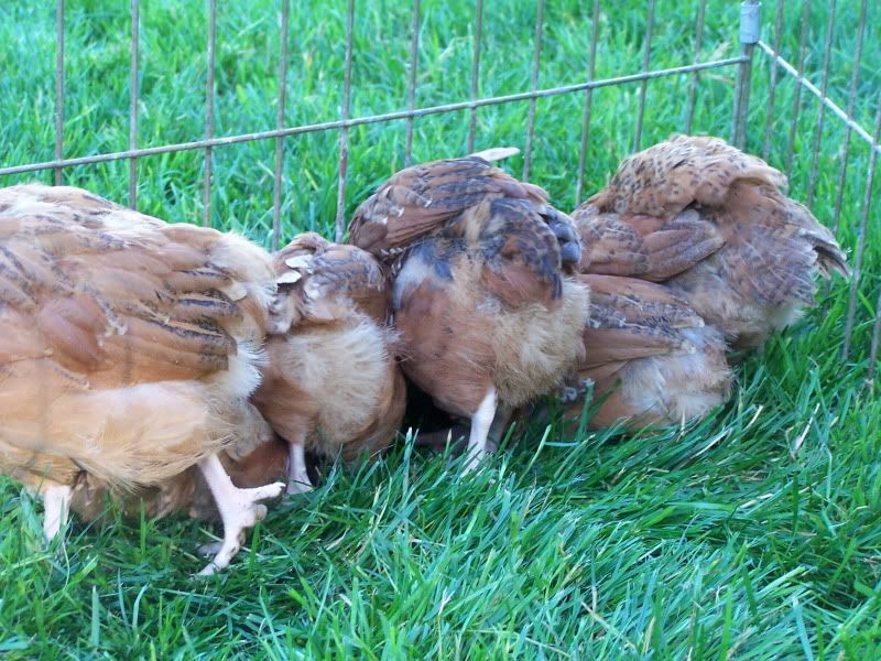 secondhatchchicks023.jpg