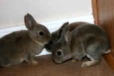 bunnies.jpg