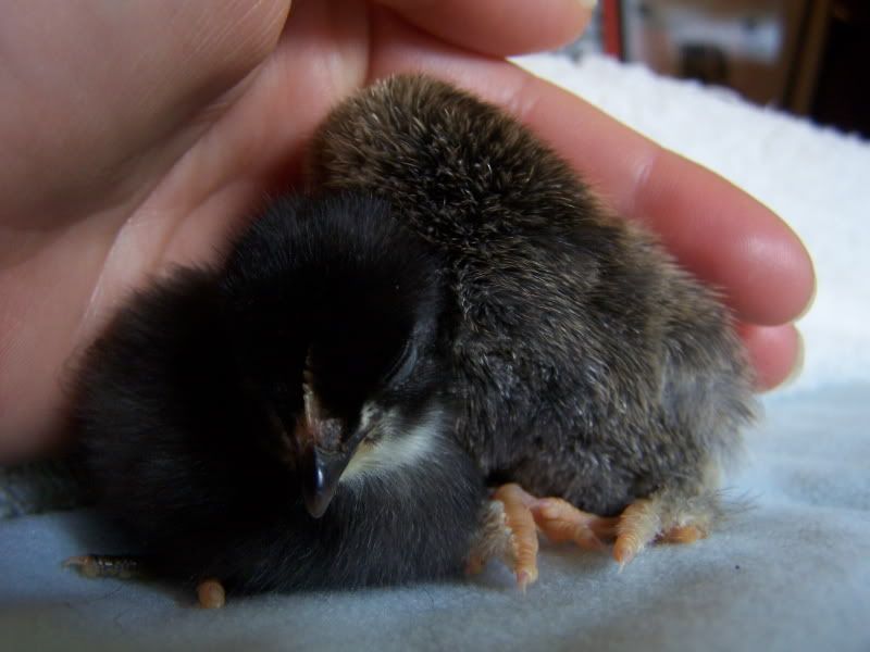 lastarrivalofspring09chicks014.jpg