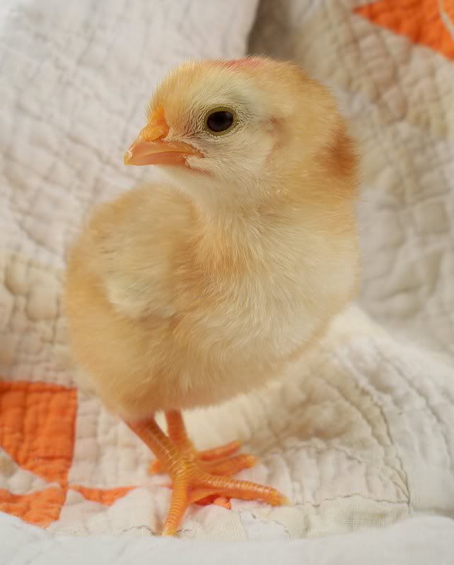chick11.jpg