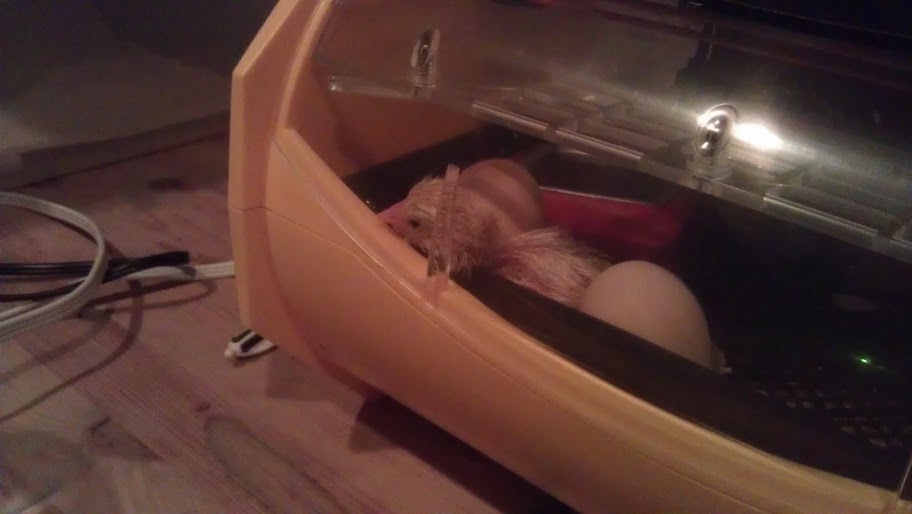 babychick.jpg