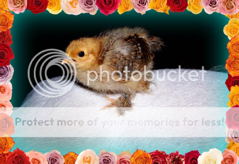 chikndog03.jpg