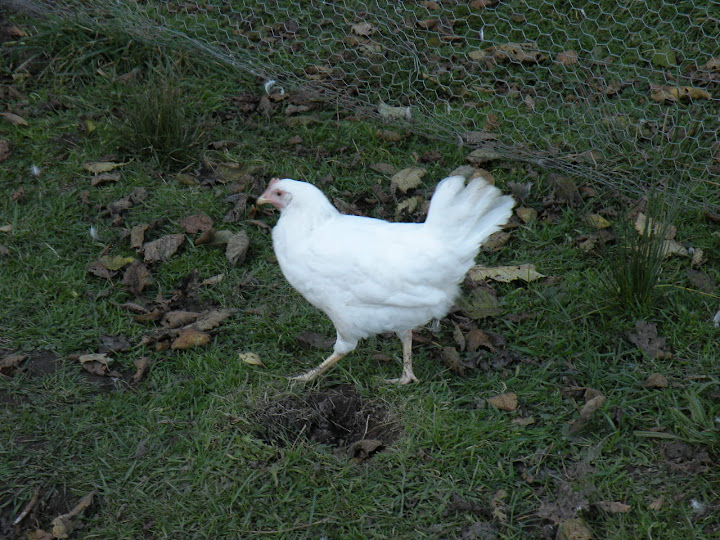 DSCN1038.jpg