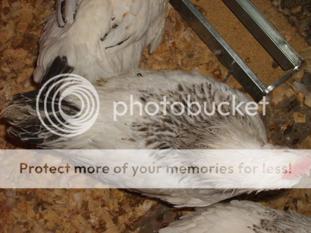 flock2-18-10080.jpg