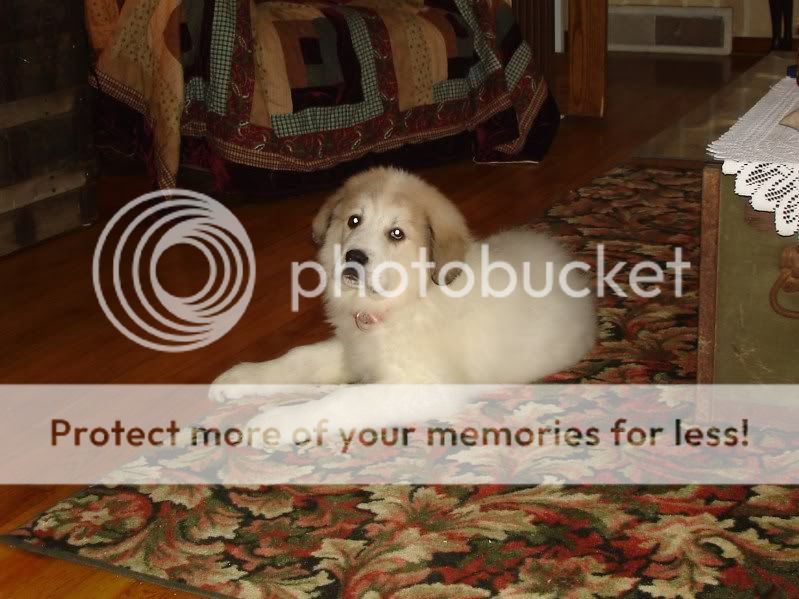 bella003.jpg