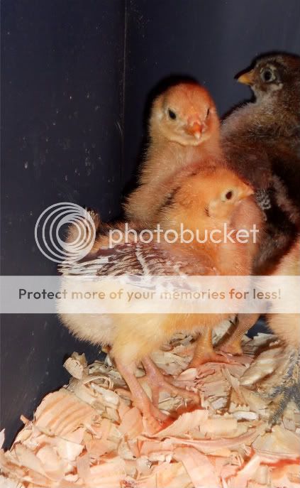 cainchicks005-1.jpg