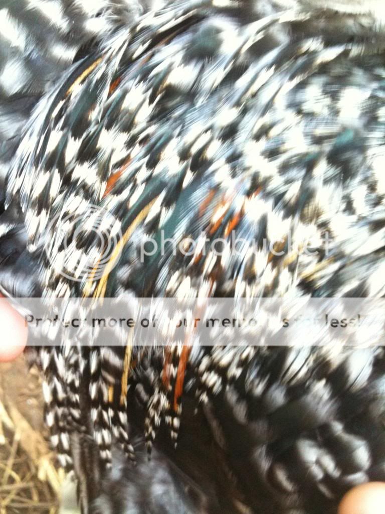 wingfeathering.jpg