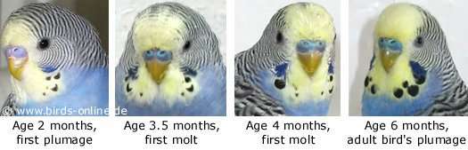 firstmolt-nik.jpg