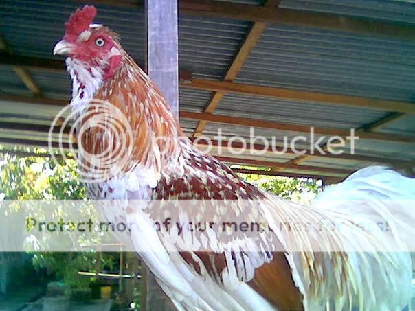 ayam-ketawa.jpg