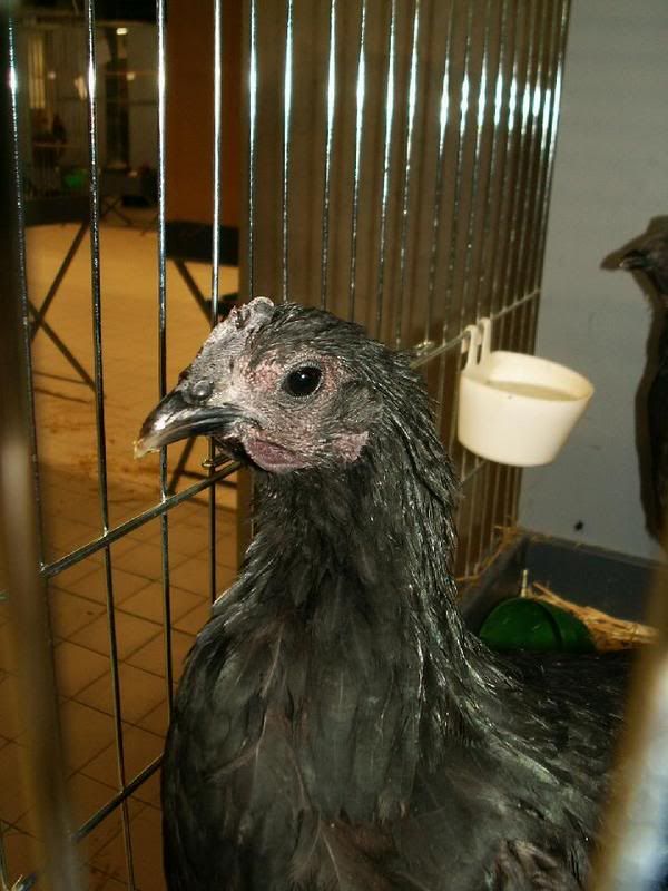 Ayam_cemani_IV-1.jpg